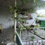 Kirayə (günlük) 3 otaqlı Həyət evi/villa Qax 11