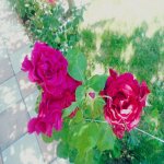 Kirayə (aylıq) 5 otaqlı Bağ evi, Novxanı, Abşeron rayonu 10