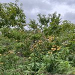 Satılır Torpaq İsmayıllı 17