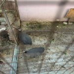 Satılır Obyekt, Neftçilər metrosu, Bakıxanov qəs., Sabunçu rayonu 6