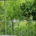 Посуточно 3 комнат Дома/Виллы Исмаиллы 5