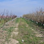 Продажа Участок Хачмаз 1