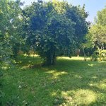 Kirayə (günlük) 3 otaqlı Bağ evi Qəbələ 12