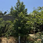Satılır Torpaq, Məhəmmədli, Abşeron rayonu 3