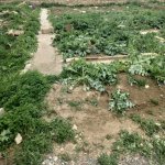 Satılır Torpaq, Masazır, Abşeron rayonu 9