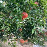 Kirayə (aylıq) 5 otaqlı Bağ evi, Qala, Xəzər rayonu 29