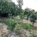 Kirayə (günlük) 3 otaqlı Bağ evi, Novxanı, Abşeron rayonu 22