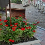 Kirayə (aylıq) 5 otaqlı Bağ evi, Goradil, Abşeron rayonu 24