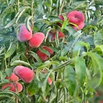 Продажа Участок Хачмаз 8