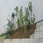 Satılır 4 otaqlı Həyət evi/villa, Bülbülə qəs., Suraxanı rayonu 21