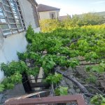Satılır 6 otaqlı Bağ evi, Novxanı, Abşeron rayonu 1