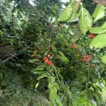 Satılır Torpaq Quba 1