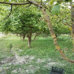 Satılır Torpaq Quba 6