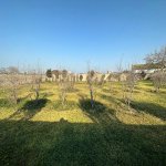 Satılır Torpaq, Şüvəlan, Xəzər rayonu 6