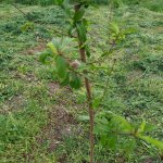 Satılır Torpaq Tərtər 9