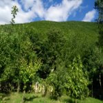 Kirayə (günlük) 4 otaqlı Həyət evi/villa Şəki 9