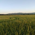 Satılır Torpaq Şəki 6