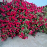 Satılır 4 otaqlı Həyət evi/villa, Mərdəkan, Xəzər rayonu 5