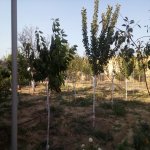 Satılır 2 otaqlı Bağ evi, Masazır, Abşeron rayonu 8