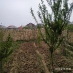 Продажа 6 комнат Дача, Мехдиабад, Абшерон район 5