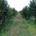 Satılır Torpaq Ağstafa 3