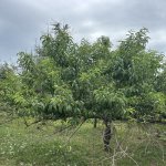 Satılır Torpaq Lənkəran 9