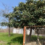 Satılır 9 otaqlı Həyət evi/villa Lənkəran 5