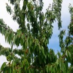 Продажа Участок Гябяля 1