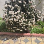Kirayə (günlük) 2 otaqlı Həyət evi/villa, Badamdar qəs., Səbail rayonu 15