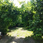Kirayə (günlük) 3 otaqlı Həyət evi/villa Qəbələ 13