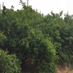 Satılır Torpaq, Mərdəkan, Xəzər rayonu 3