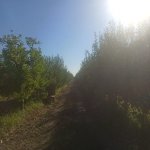 Satılır Torpaq Quba 4