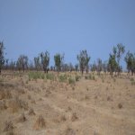 Satılır Torpaq, Kürdəxanı qəs., Sabunçu rayonu 1