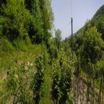 Satılır 3 otaqlı Həyət evi/villa İsmayıllı 5