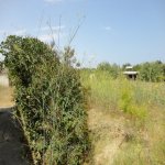 Продажа 4 комнат Дача, пос. Нардаран, Сабунчу район 12