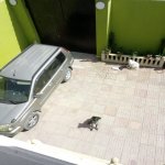 Satılır 6 otaqlı Həyət evi/villa, Ramana qəs., Sabunçu rayonu 7