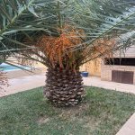 Kirayə (aylıq) 5 otaqlı Həyət evi/villa, Şüvəlan, Xəzər rayonu 3