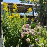 Kirayə (günlük) 3 otaqlı Həyət evi/villa Qax 15