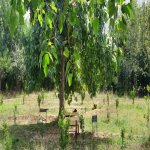 Kirayə (günlük) 2 otaqlı Həyət evi/villa Lənkəran 5