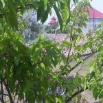 Satılır Torpaq, Novxanı, Abşeron rayonu 2