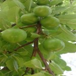 Продажа Участок Гябяля 4