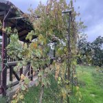Kirayə (aylıq) 4 otaqlı Bağ evi, Fatmayi, Abşeron rayonu 11