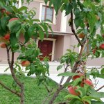 Kirayə (günlük) 4 otaqlı Həyət evi/villa Qəbələ 8