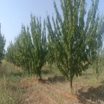 Продажа Участок Хачмаз / Набрань 1