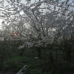 Satılır 5 otaqlı Həyət evi/villa Qəbələ 1