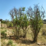 Satılır Torpaq, Novxanı, Abşeron rayonu 3