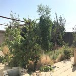 Satılır 4 otaqlı Həyət evi/villa, Saray, Abşeron rayonu 4