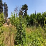 Satılır Torpaq, Goradil, Abşeron rayonu 14