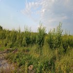 Satılır Torpaq Quba 3