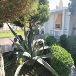 Kirayə (aylıq) 3 otaqlı Bağ evi, Şimal qres, Xəzər rayonu 7